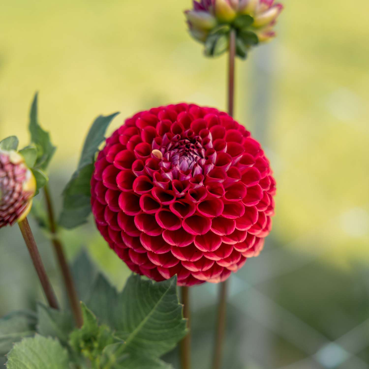 Daalia 'Cornel'